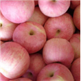 河南三门峡大量供应长枝，短枝型膜袋红富士纸加膜红富士