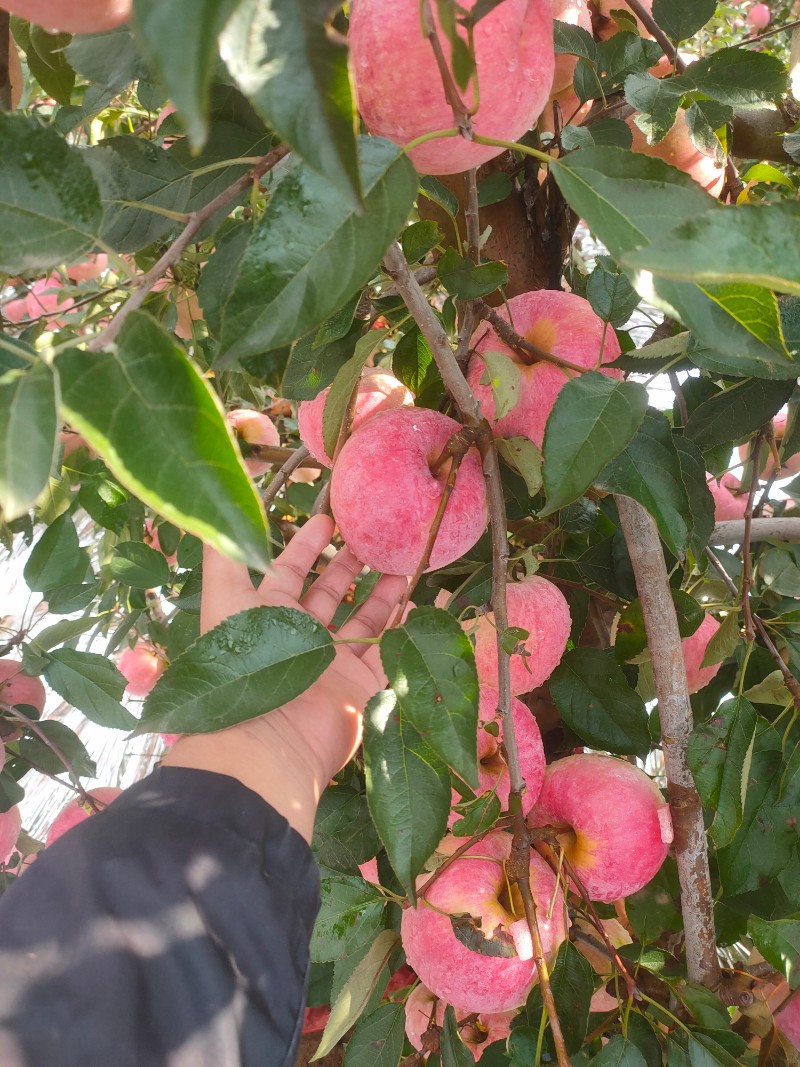 寒富苹果