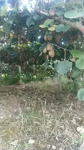 米良一号猕猴桃