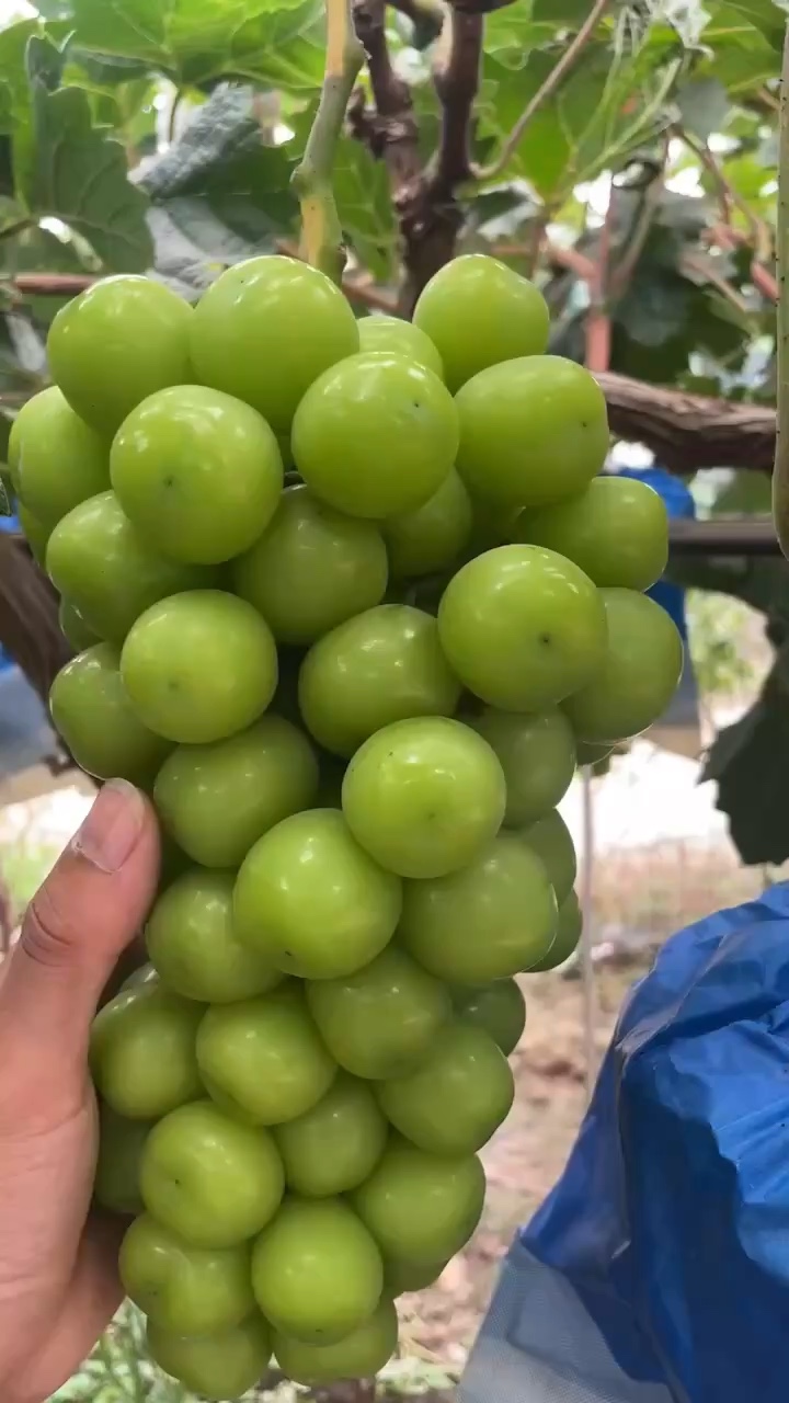 阳光玫瑰产地代办