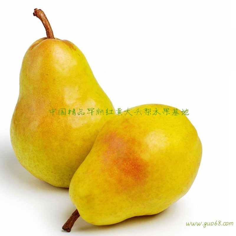 红香蕉梨黄香蕉梨无核梨系列西洋梨抢购河南陕县基地