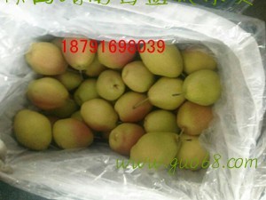 红香酥梨批发陕西库存红香酥梨行情