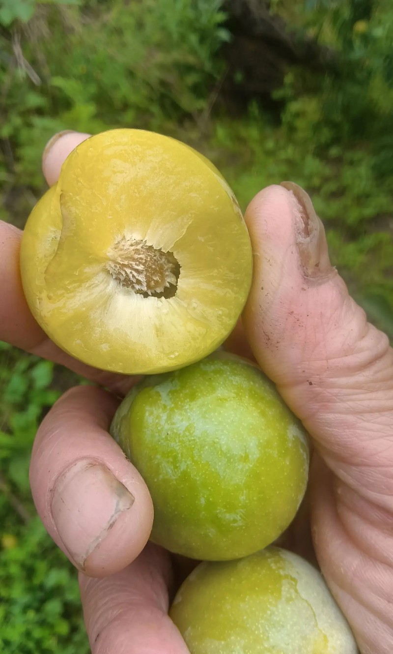 大棚青脆李