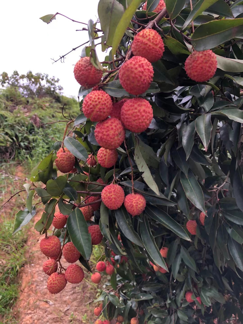 桂味荔枝