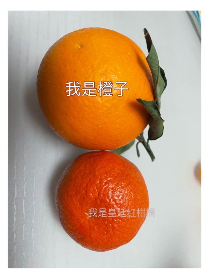 柑橘世纪红