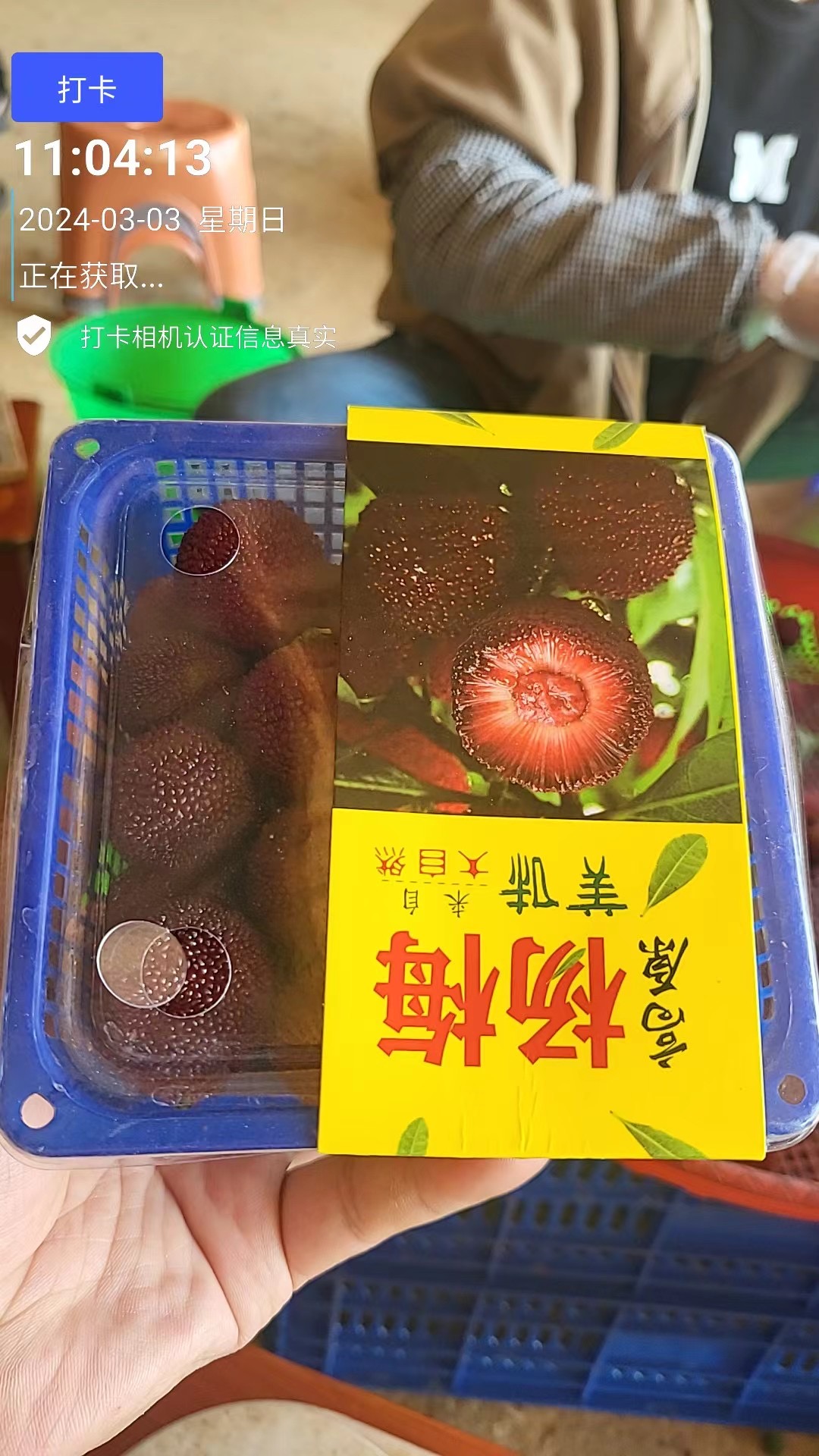 杨梅