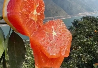 橙子