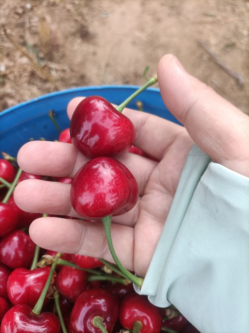 樱桃