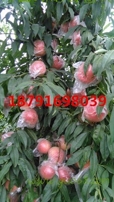 陕西膜袋毛桃批发陕西秦王毛桃批发超越毛桃基地价格