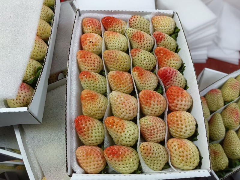 草莓