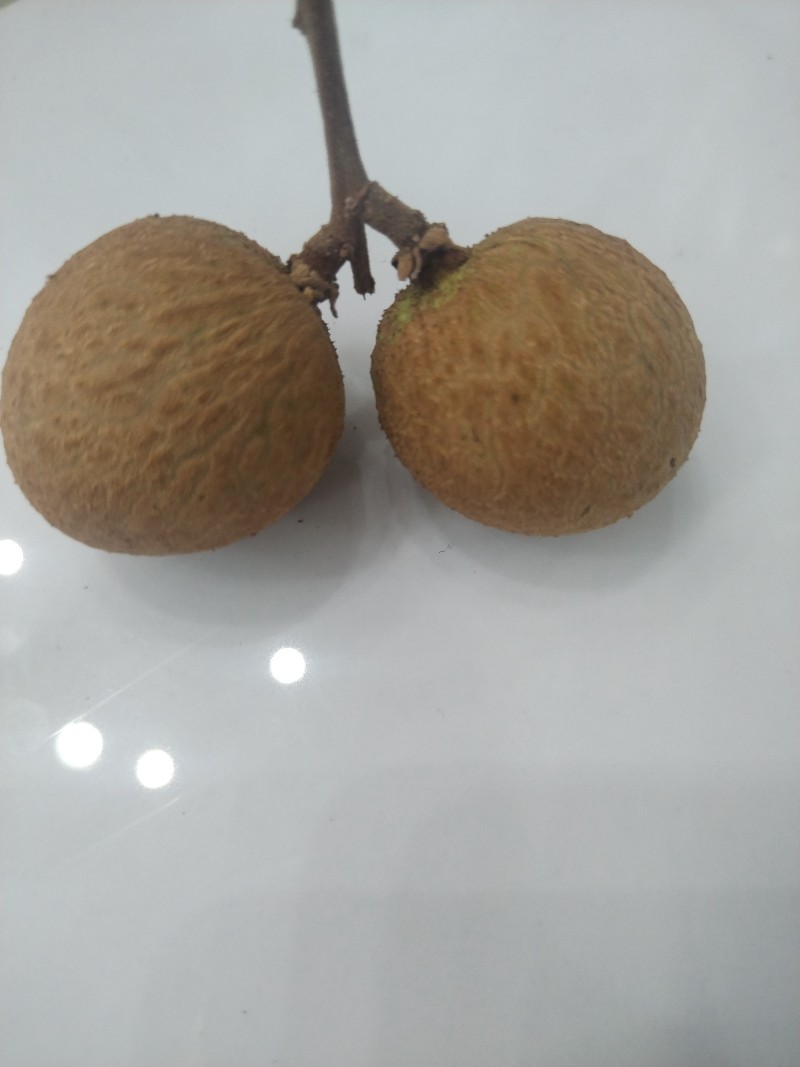 桂圆
