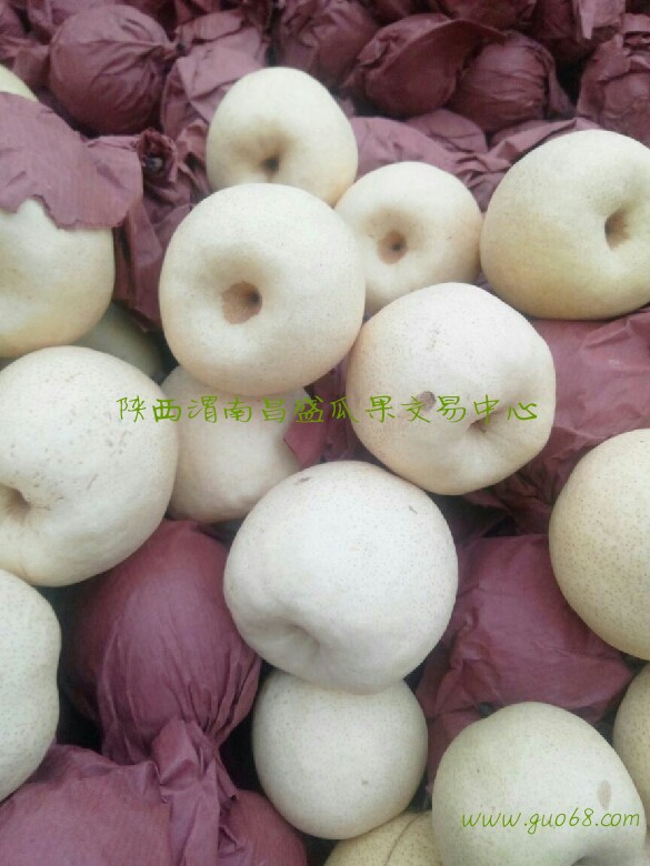 陕西砀山酥梨基地批发陕西砀山酥梨产地