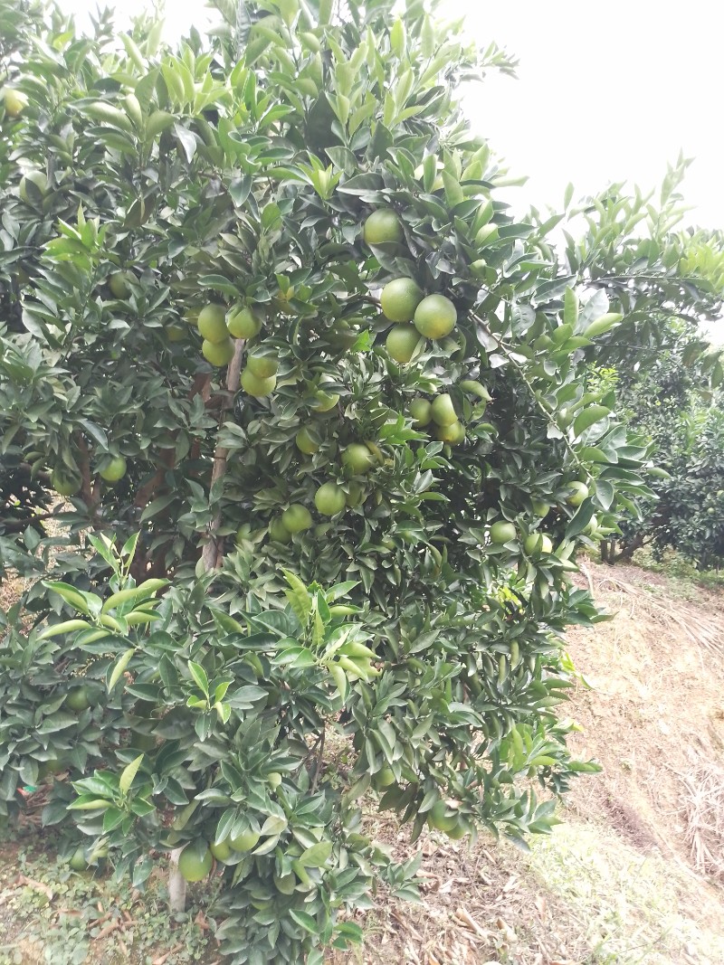 脐橙，沃柑