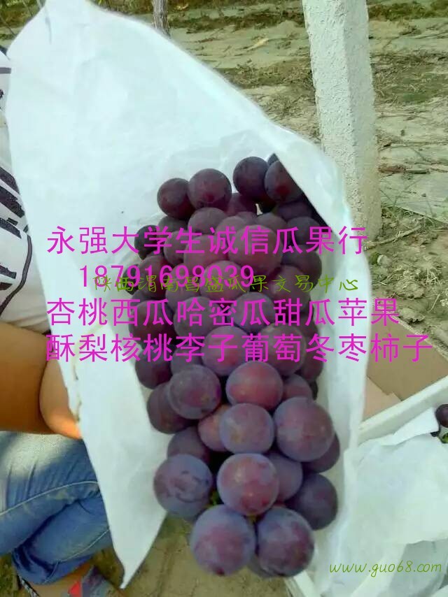陕西户太八号葡萄基地价格大荔县葡萄产地价格
