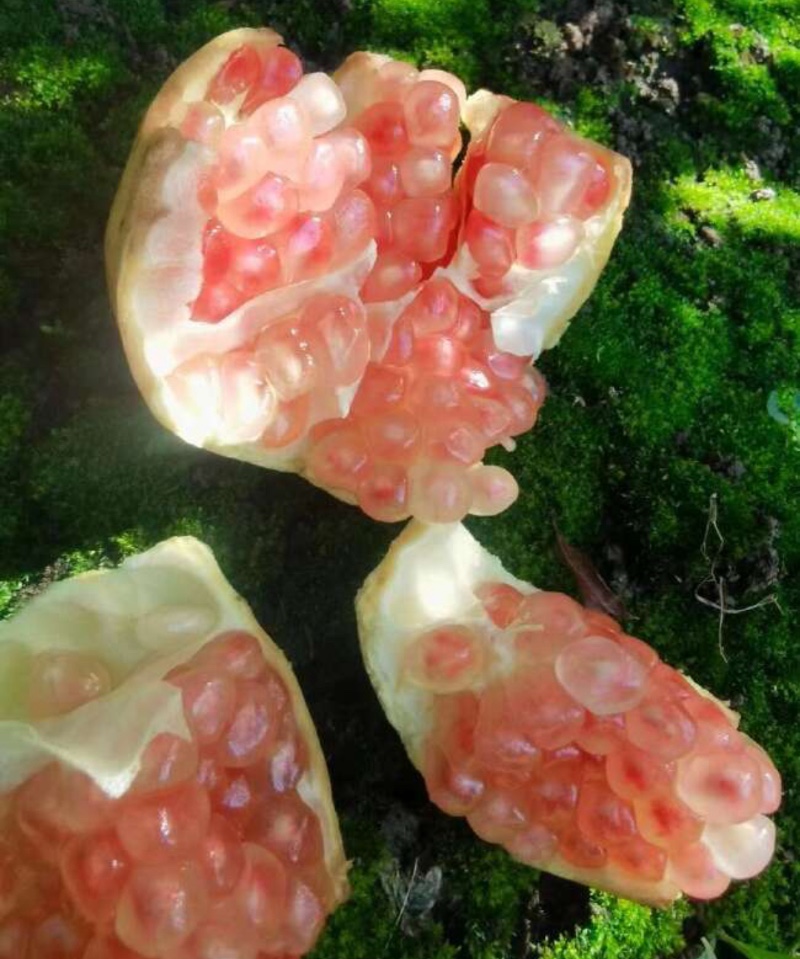 云南蒙自石榴