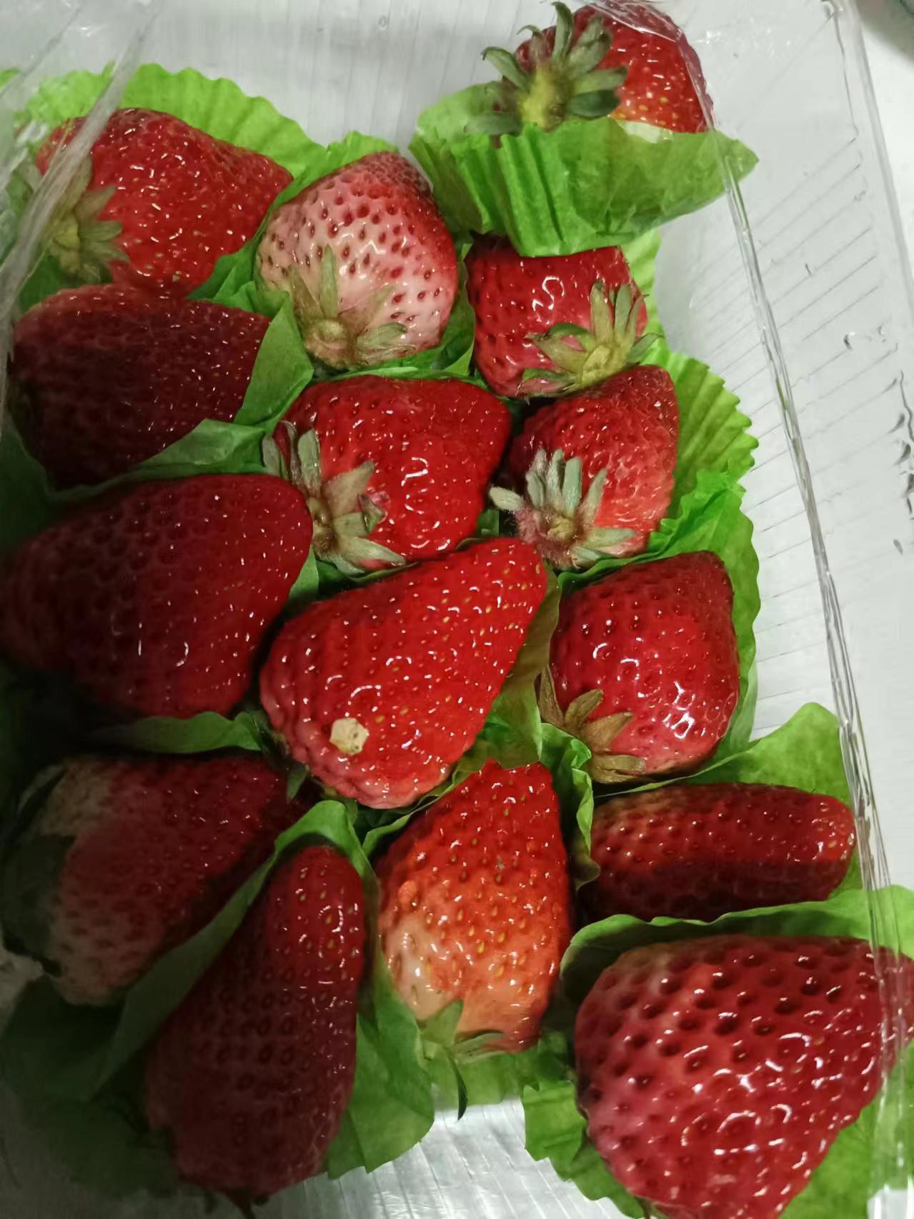 草莓