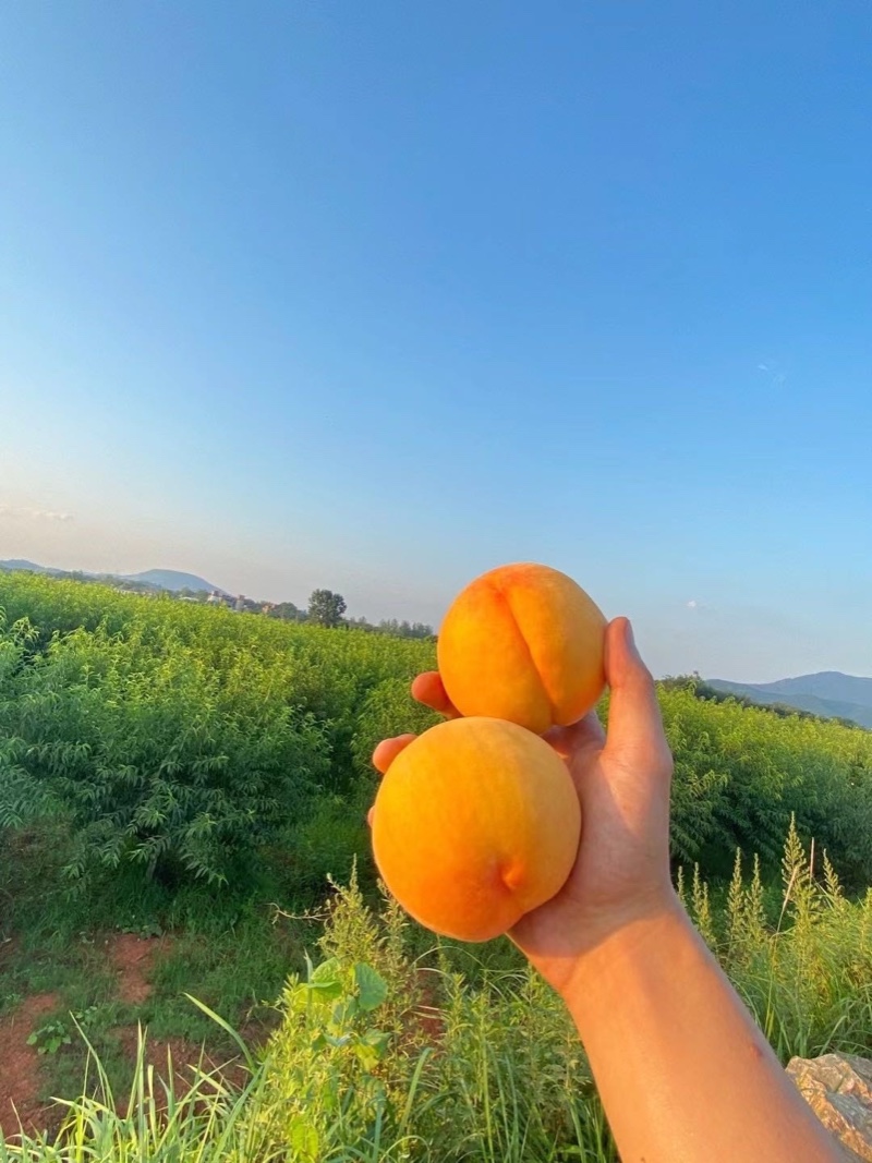 锦玉黄桃