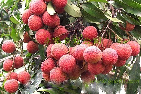 求购荔枝 桂味荔枝 妃子笑荔枝 无核荔枝 鸡嘴荔 百香果