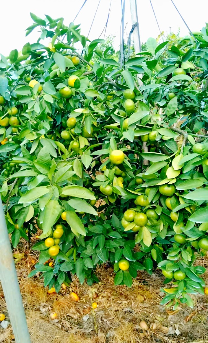 寻乌蜜橘
