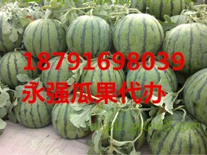 陕西蒲城西瓜产地大棚甜王西瓜价格