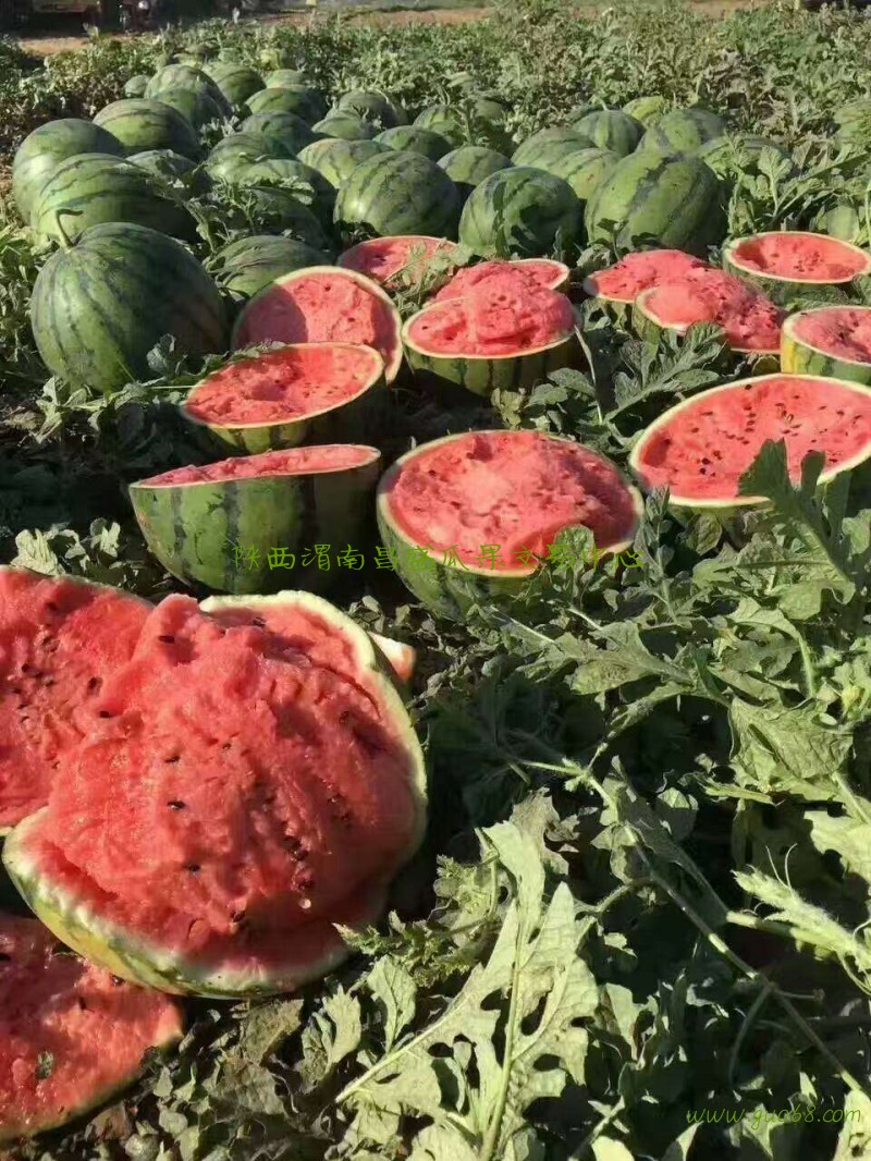 陕西美度西瓜价格，陕西美度西瓜价格