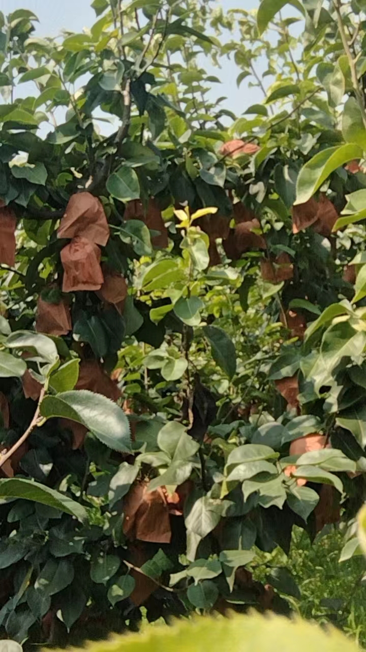 南阳自家种植黄金梨