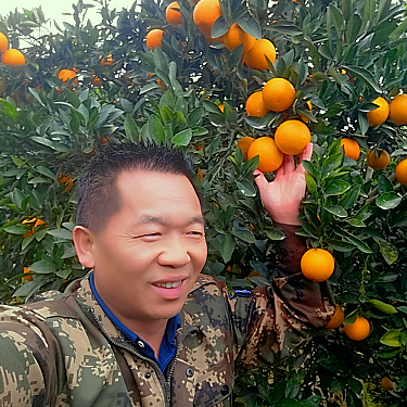 黄芯脐橙