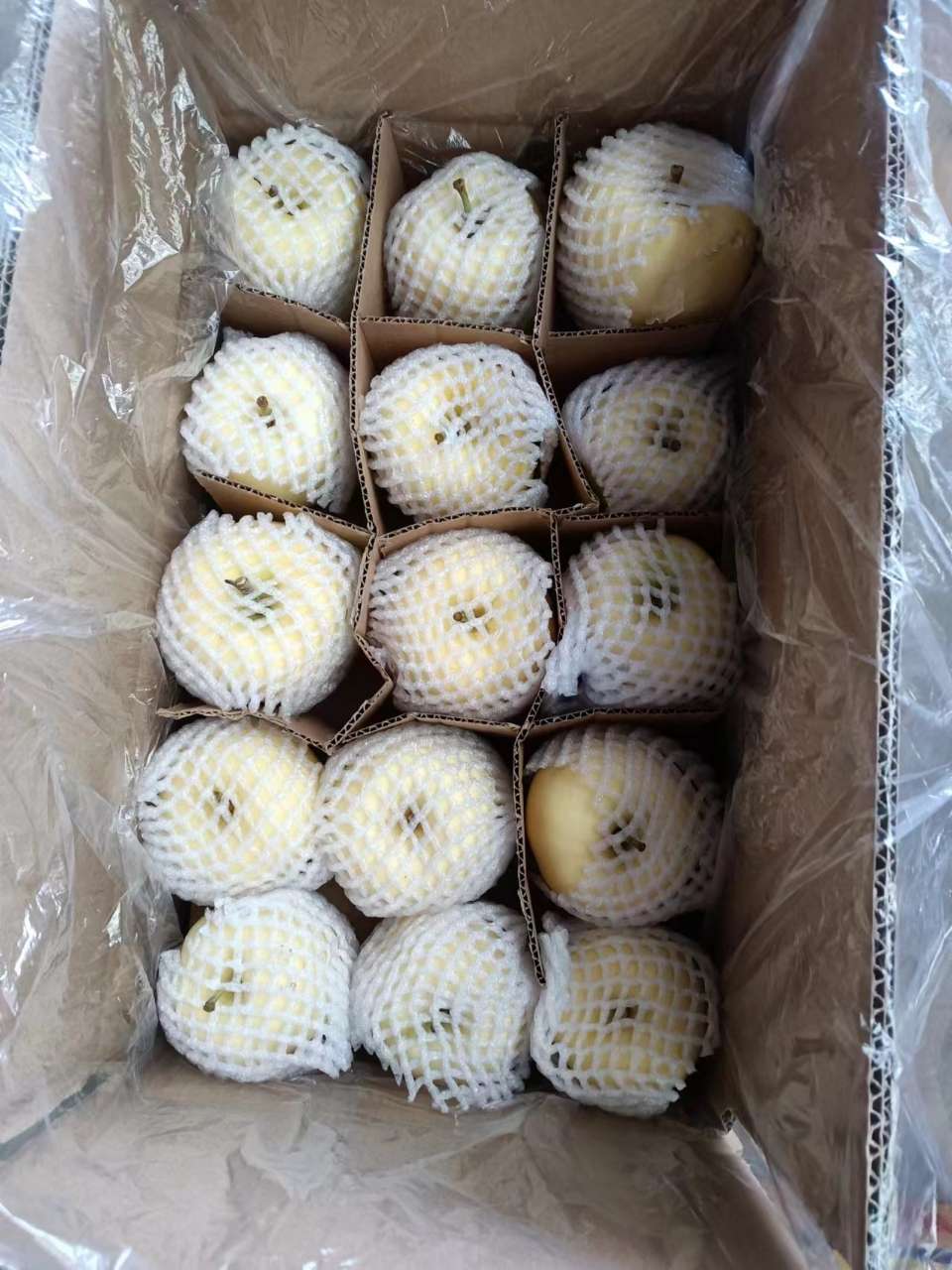 甘肃苹果