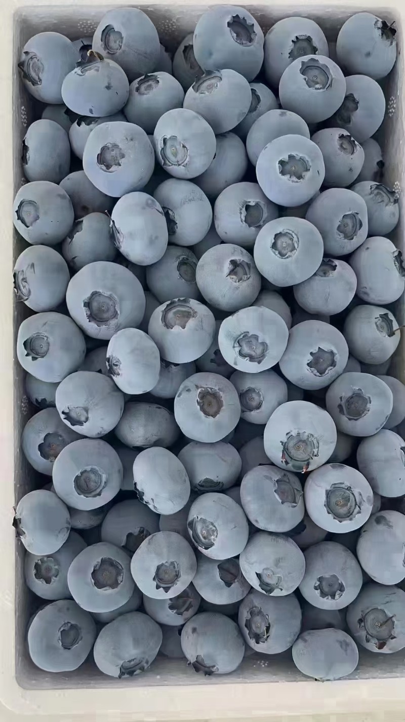 蓝莓陆续大量上市了