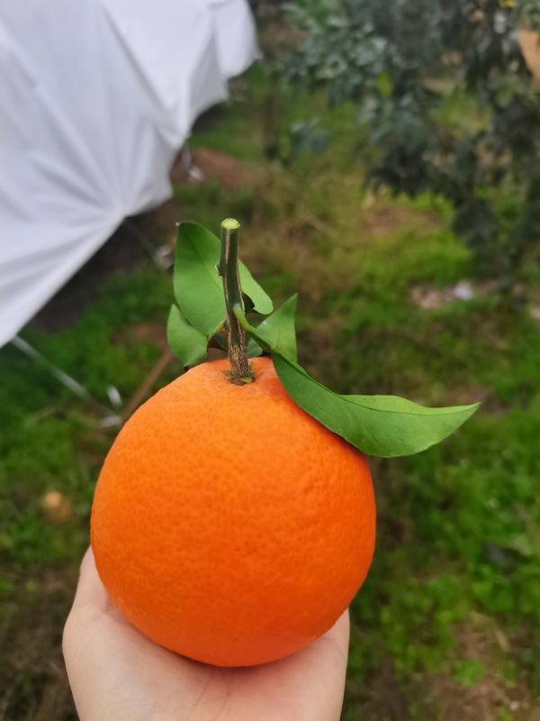 爱媛果冻橙