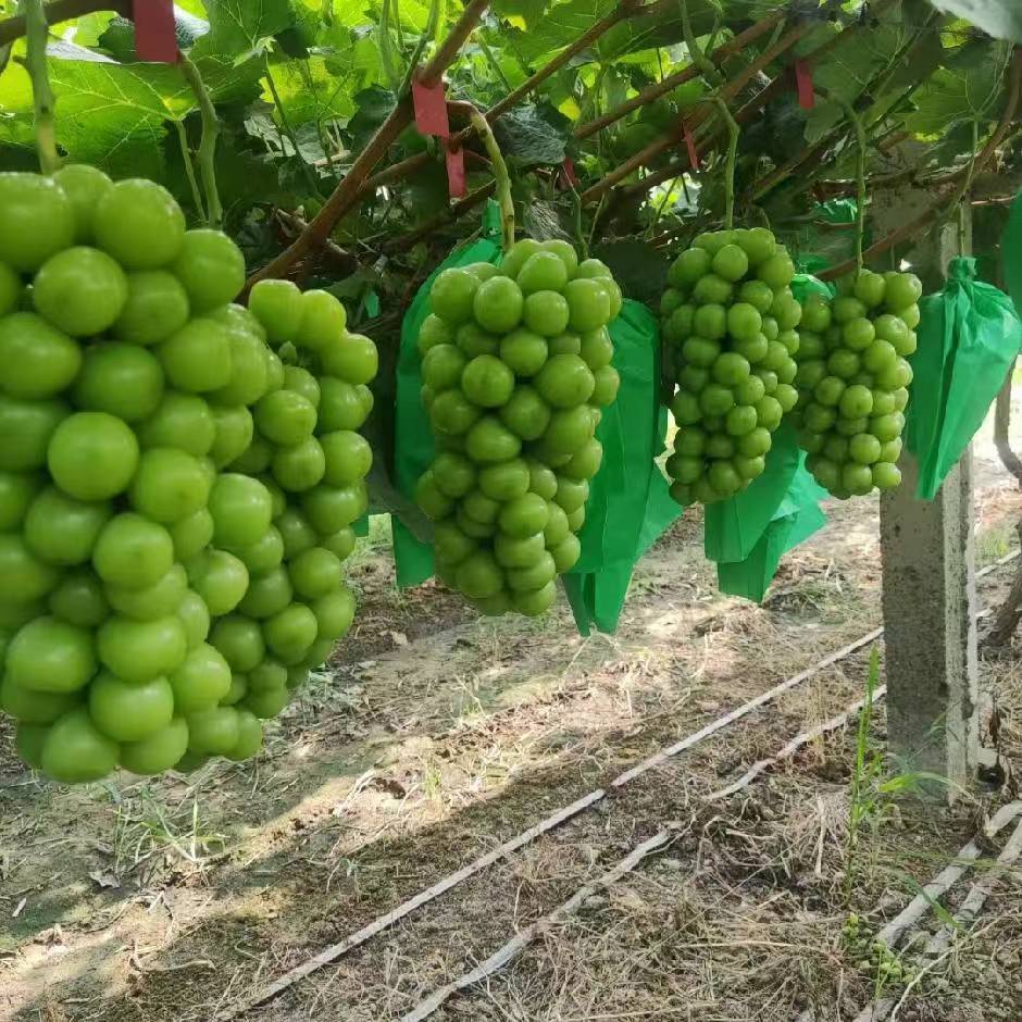 阳光玫瑰