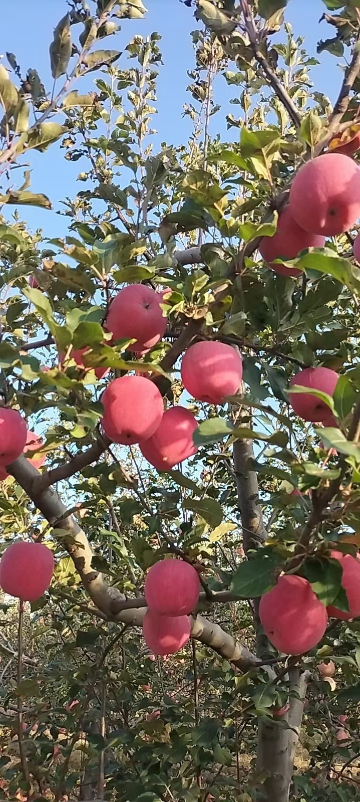 洛川苹果