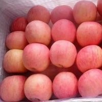 山东优质红富士苹果大量上市，货源充足