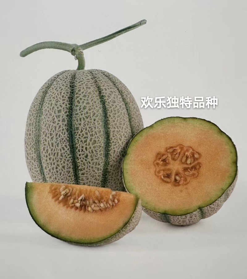 篮球型网纹瓜