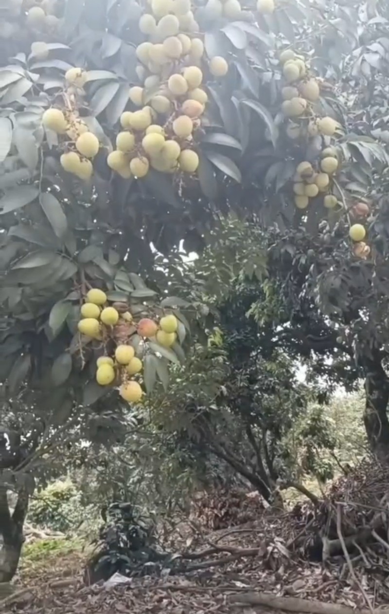 荔枝，三月红