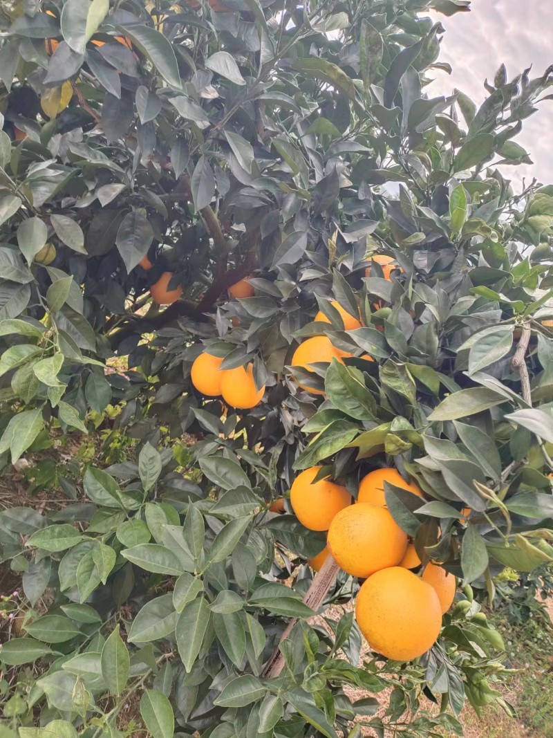 平远脐橙