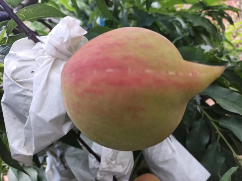鹰嘴桃