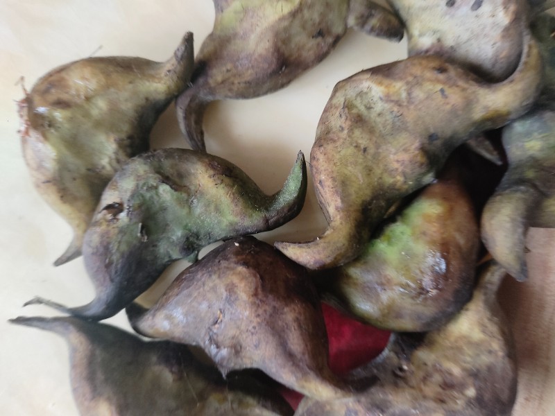 新鲜菱角