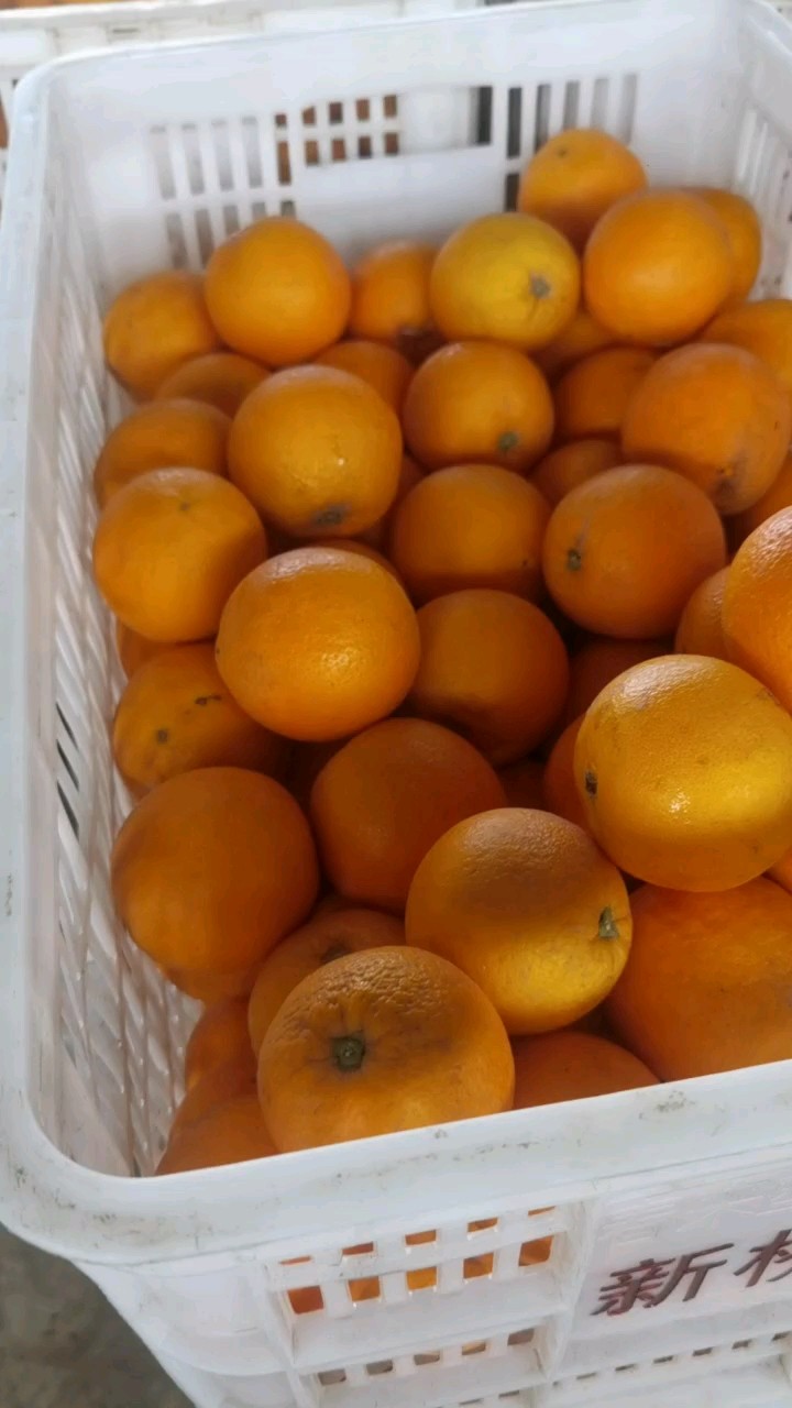 夏橙