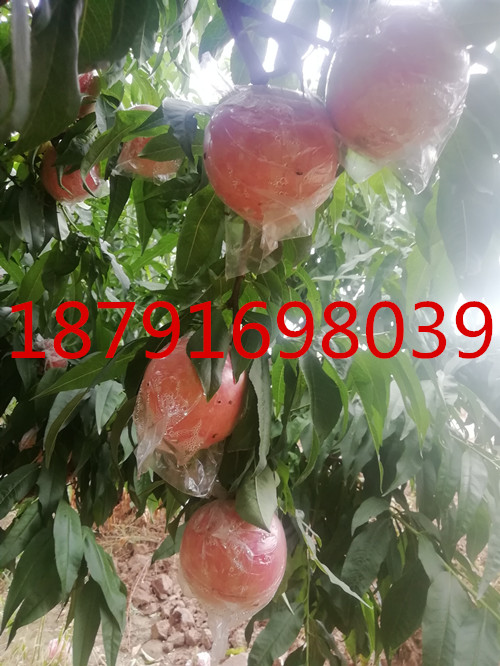 陕西膜袋毛桃批发晚熟秦王毛桃基地超越毛桃产地价格200-1毛桃基地