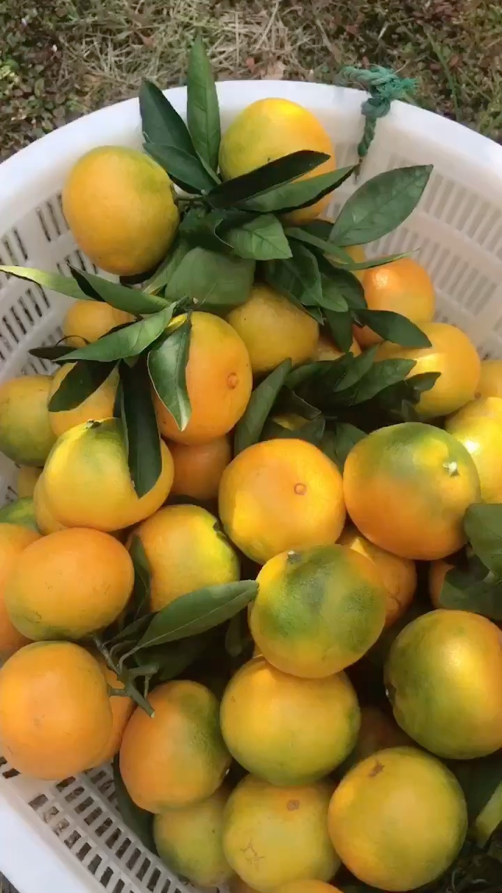 宫川蜜桔