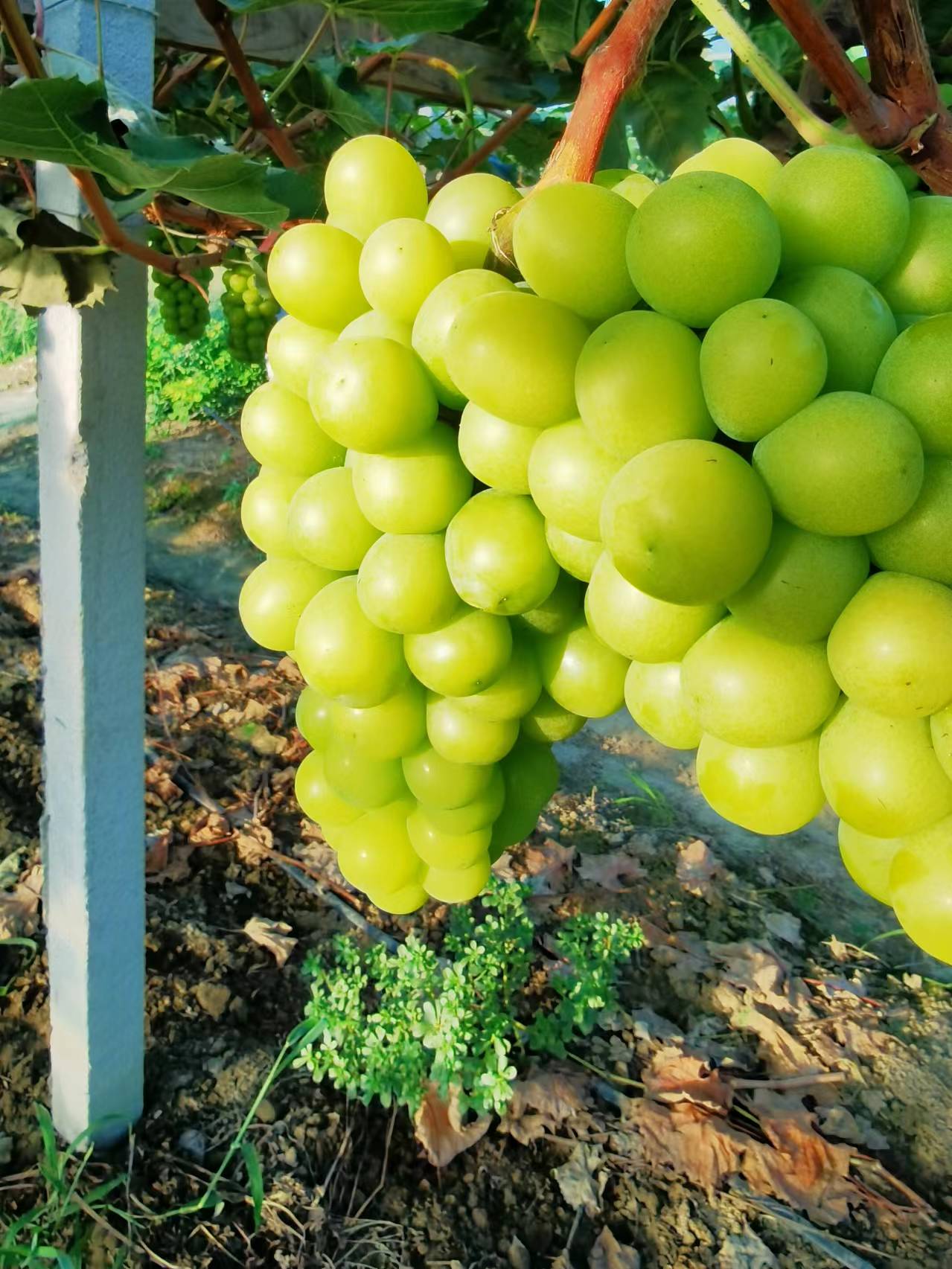 阳光玫瑰葡萄