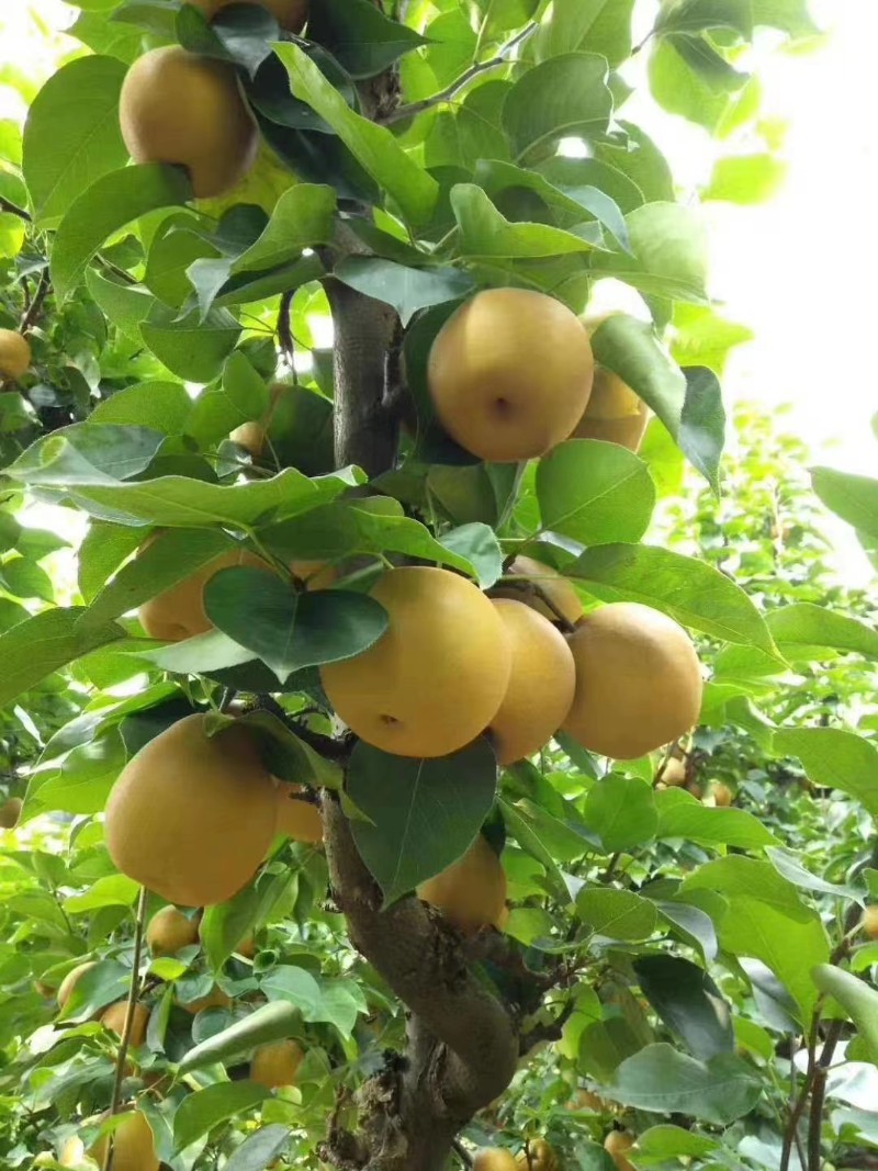 湖南怀化高山金秋梨