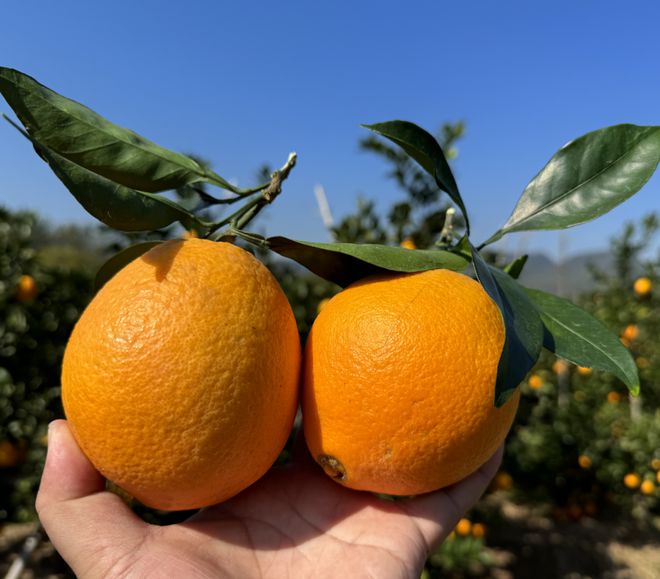 崀山脐橙 4-5万斤2024橙子 湖南脐橙，新宁脐橙，纽荷尔橙