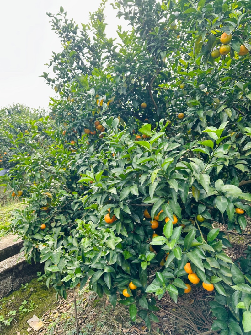 沙糖桔