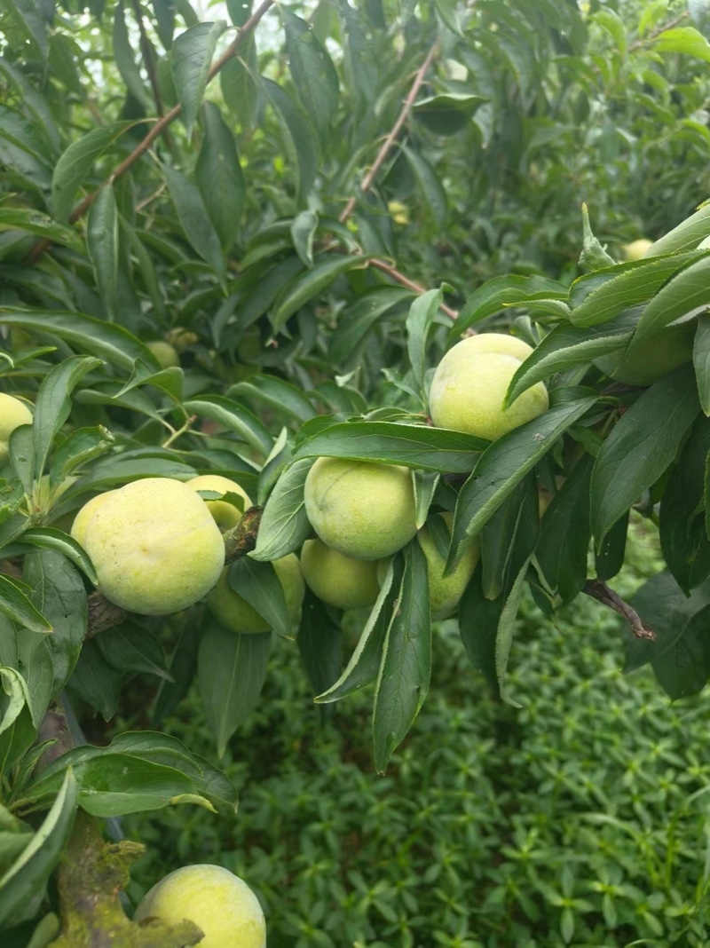 青脆李