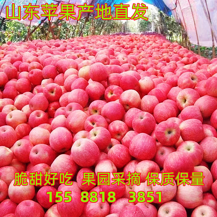 苹果