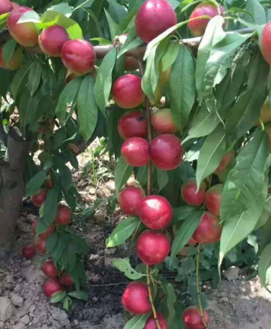 陕西珍珠枣蜜桃产地价格低迷，欢迎全国各地客商来我基地选购，帮忙销售。