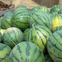 山东大棚京欣甜王西瓜，油桃大量求购