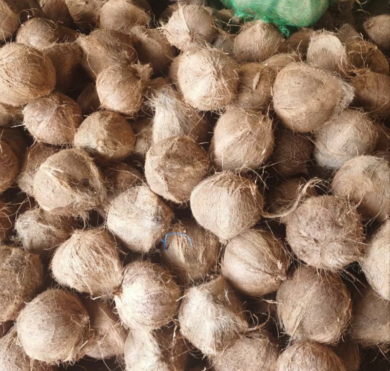 越南老椰子